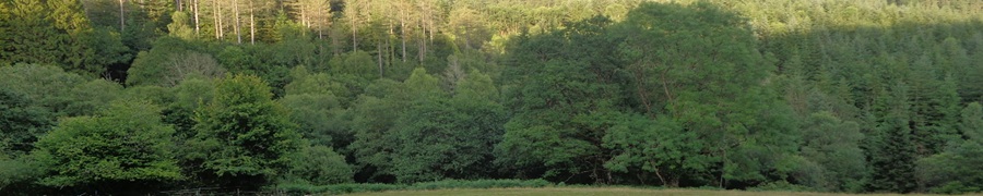 an image of a forest system with hardwoods to the fore and softwoods in the background